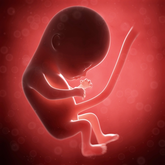 4 Month Baby Development During Pregnancy