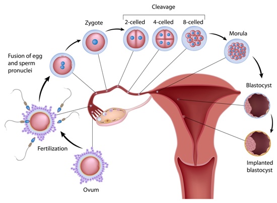 Ovulation Symptoms And Causes | Styles At Life
