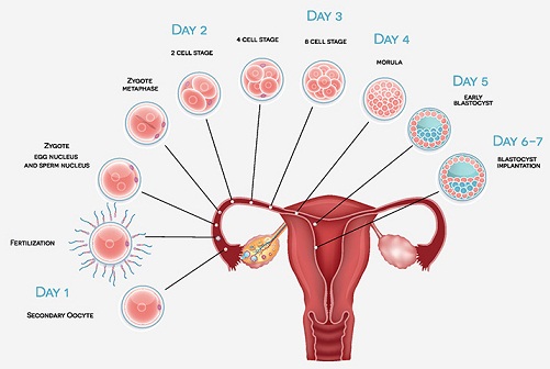 25 Reasons Why You Are Spotting A Week Before Period?