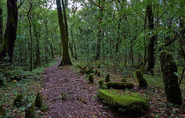 mawphlang-sacred-forest_shillong-tourist-places
