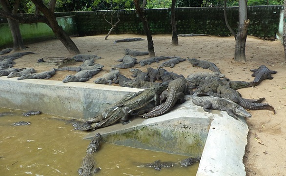 parks-in-coimbatore-amaravati-sagar-crocodile-farm