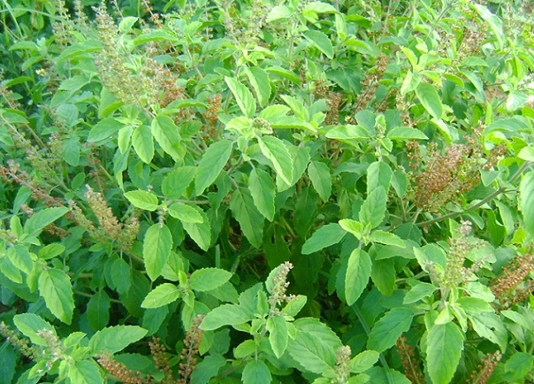 Tulsi for pimples