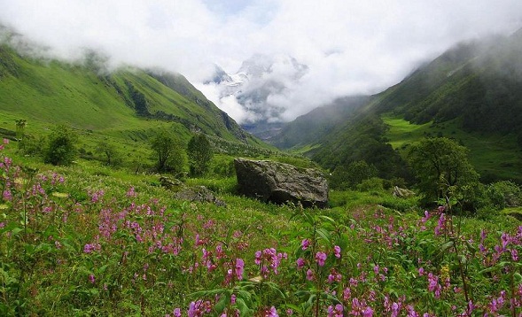 Valley of Flowers – A Bed of Roses