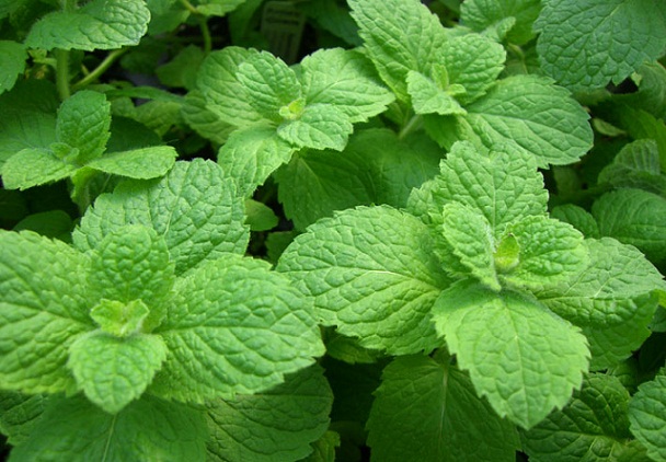 mint for pimples