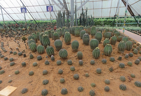 parks-in-bhubaneswar-cactus-garden