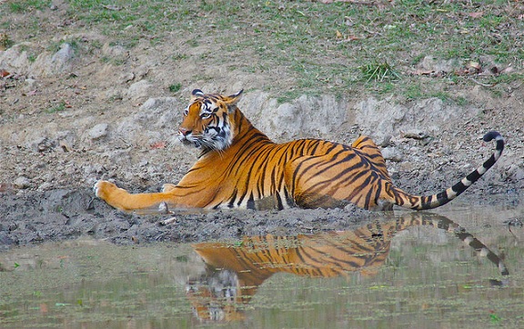 parks-in-madhya-pradesh-kanha-tiger-reserve