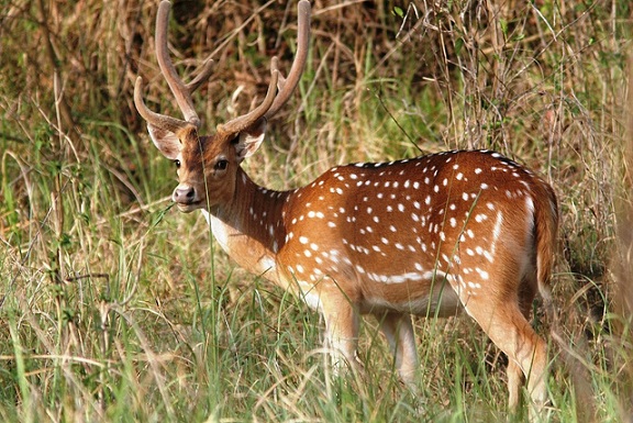 parks-in-chhattisgarh-sitanadi-wildlife-sanctuary