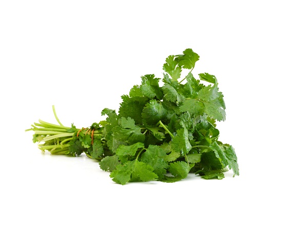 Coriander for increase hunger