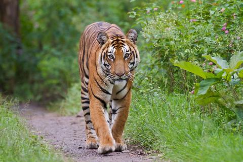 Vanishing Wonders: The Top Most Endangered Animals in India
