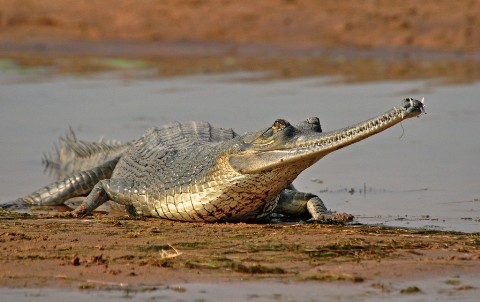 Endangered water animals in india