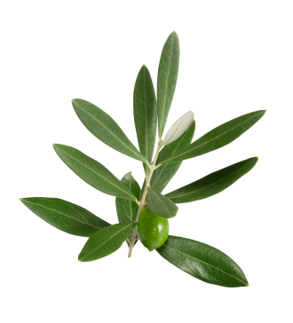 Olive Leaf for Acne