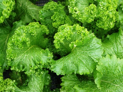 Green Leafy Vegetables 5