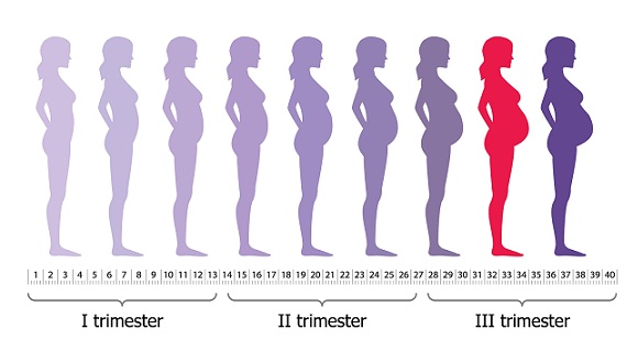 Pregnancy Chart In Months