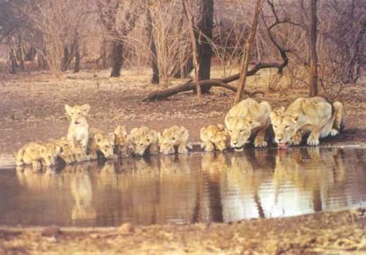 Gir Forest, Junagadh - place for wonderful time for honeymoon couples In Gujarat
