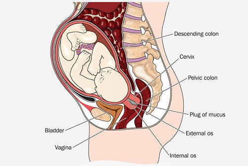 Spotting During Pregnancy 12