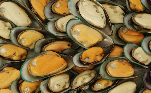 Mussels During Pregnancy 3