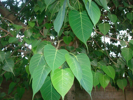 types of indian trees with names