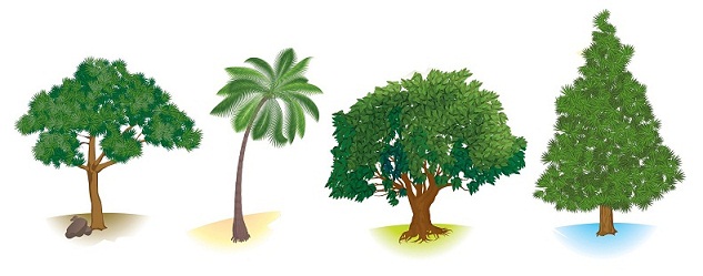 Different Types Of Trees And Their Benefits