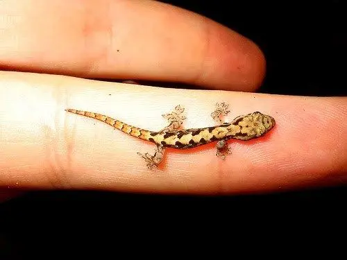 50 Coolest Gecko Tattoo Designs  PetPress