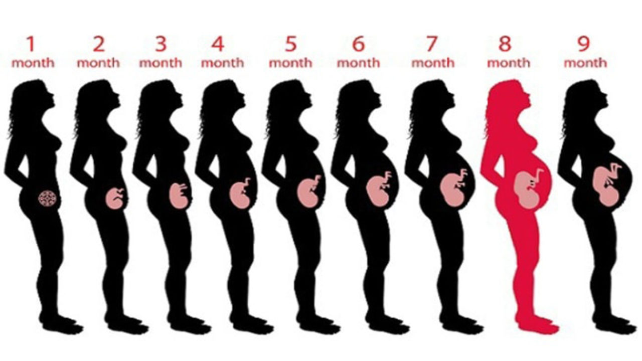 8 месяцев беременности это сколько