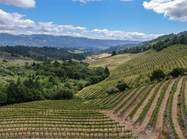 California Wine In Sonoma Or Napa Valley