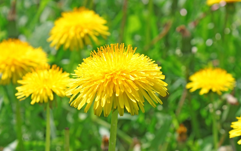 Yellow,dandelion,flowers,with,leaves,in,green,grass,,spring,photo