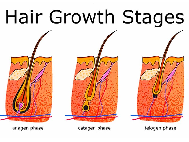 The Life Cycle of Hair and the Hair Growth Phases
