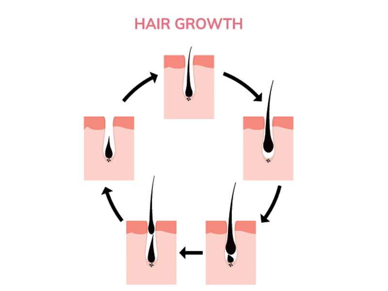 Phases Of Hair Growth Cycle