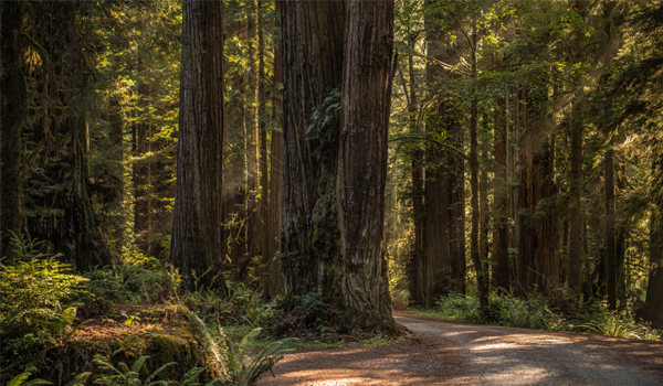 Redwood National Park, Crescent City