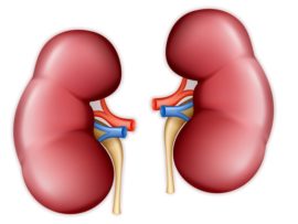How to Keep Kidneys Healthy?