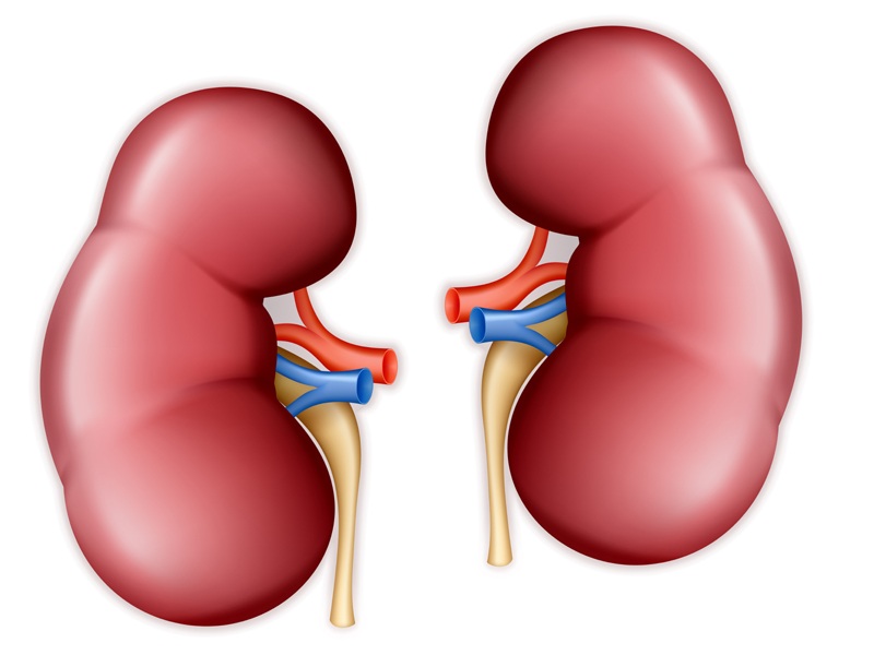 How To Keep Kidneys Healthy