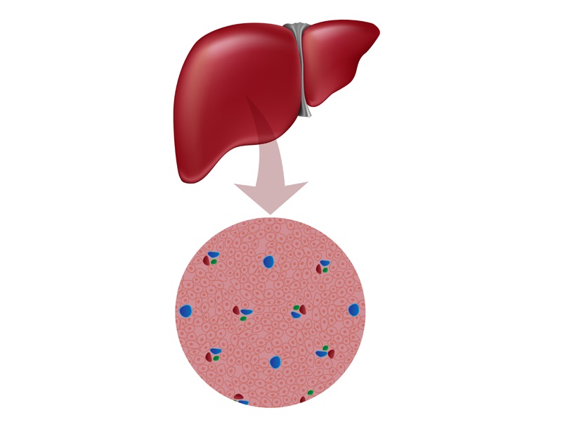 How To Keep Liver Healthy
