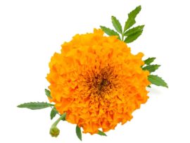 How to Make Marigold Face Mask For Glowing Skin?