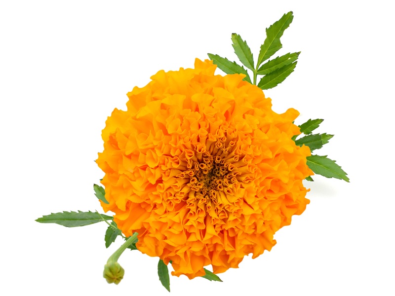 How To Make Marigold Face Mask For Glowing Skin