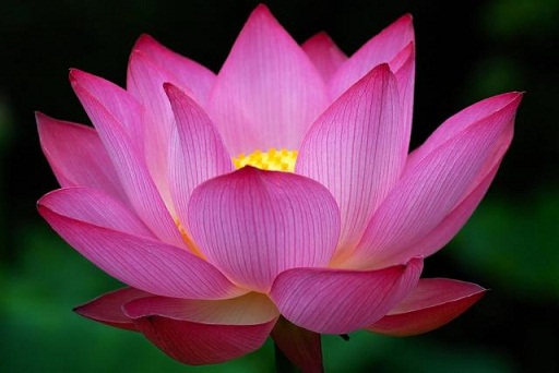 Lotus Flower Face Pack
