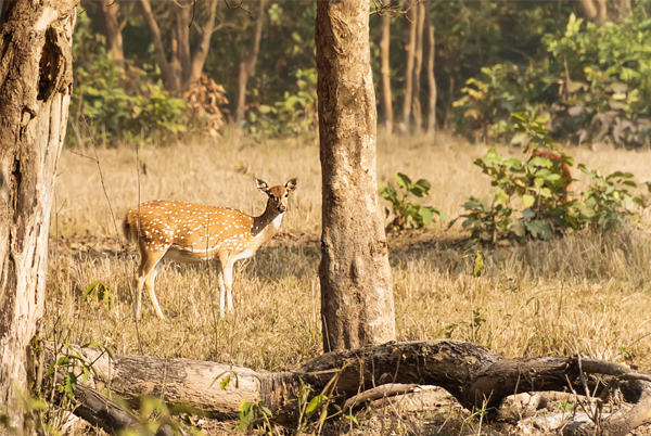 Rajaji National Park You Never Miss The Wild Animals