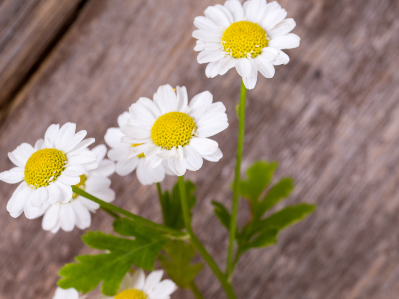 Benefits Of Chamomile For Hair