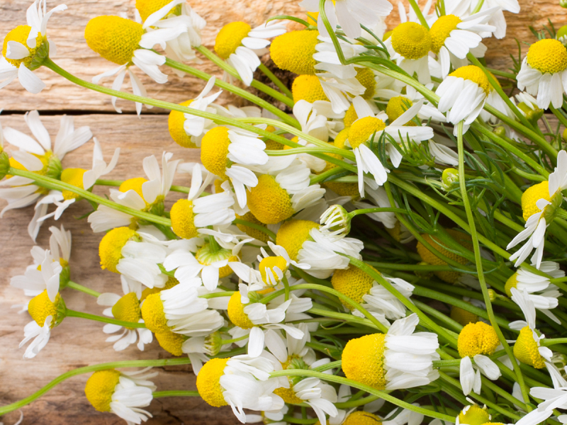 Benefits Of Chamomile For Skin