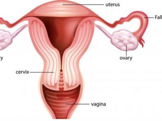 Cervix During Pregnancy: Position and Changes