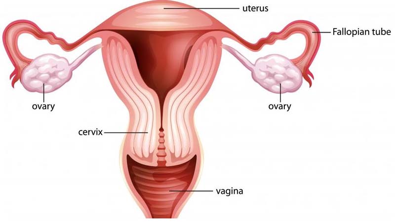 cervix during pregnancy