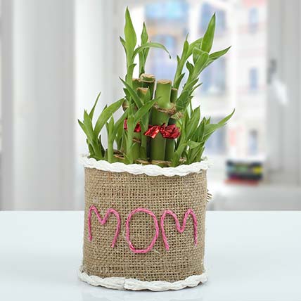 Bamboo Plant Gift to Your Mom