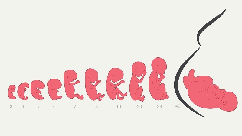 Fetal Developments & Symptoms in 40 Weeks Pregnancy