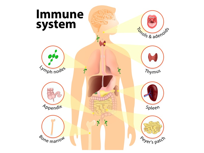 Best way To Improve Your Immune System