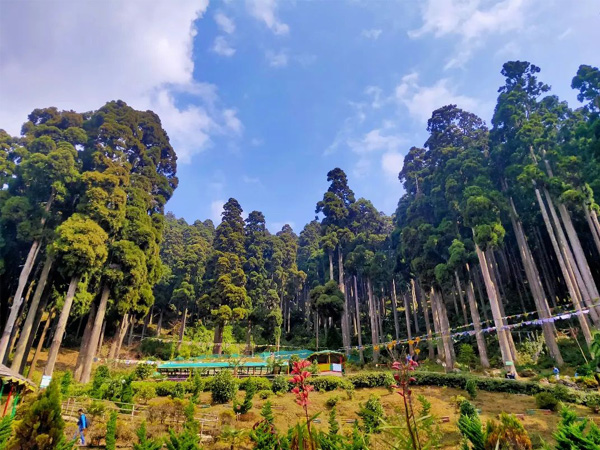 Lamahatta Eco Park - Romantic Place near Darjeeling