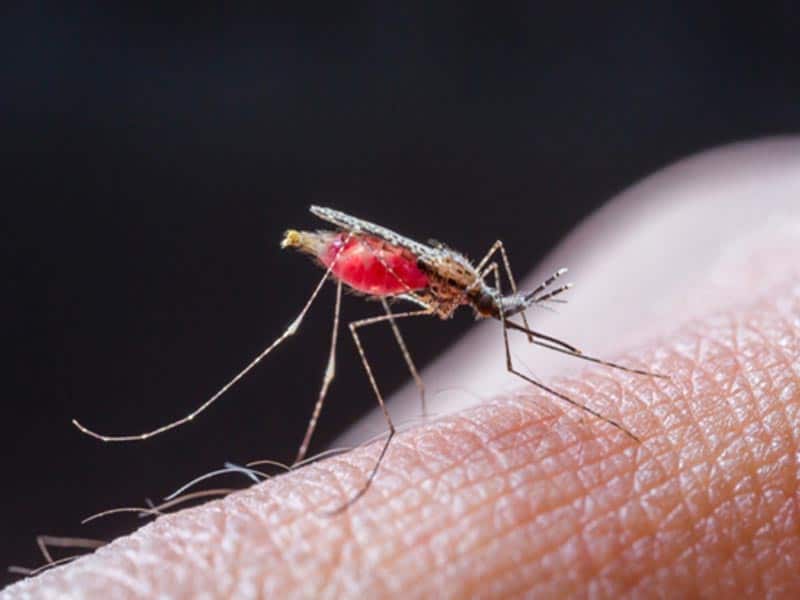 Malaria Causes And Symptoms