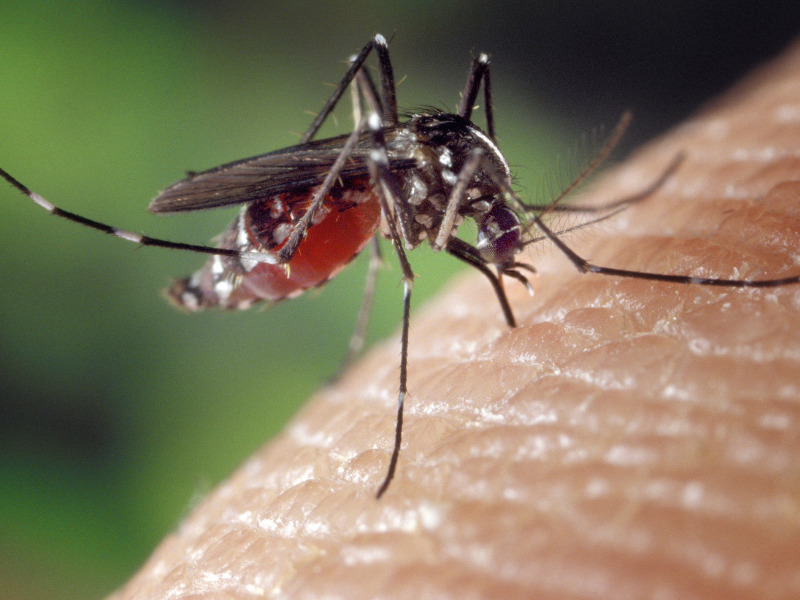 Home remedies for Mosquito Bites