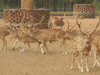 Famous Sanctuaries and Parks in Jharkhand