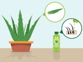 Patanjali Aloe Vera Juice – Benefits and How it is Work