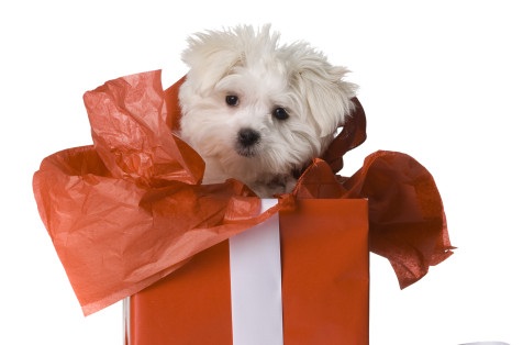 Pet as a Gift