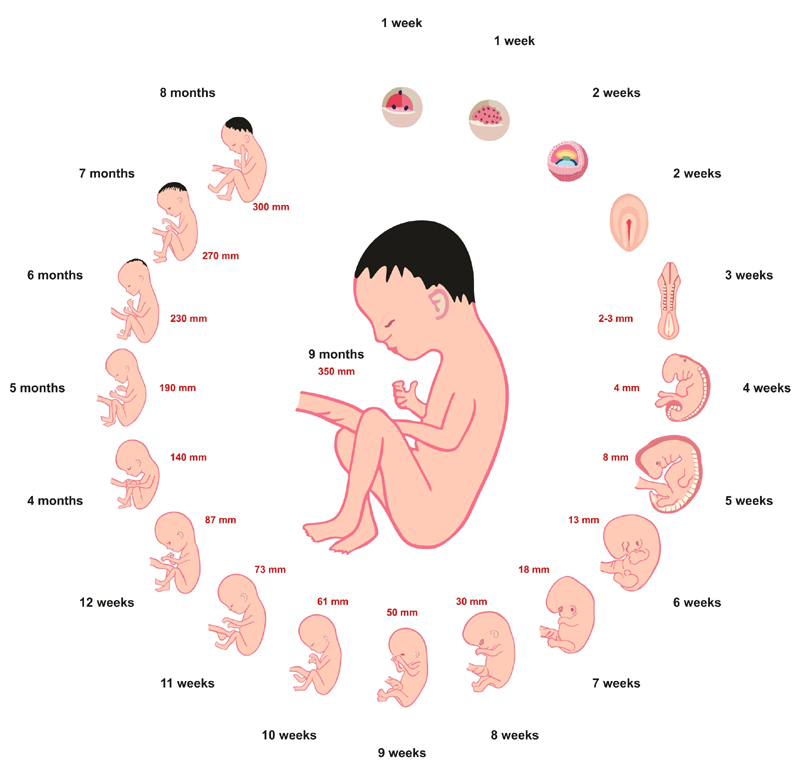Pregnancy Stages Fetus Development& Phases
